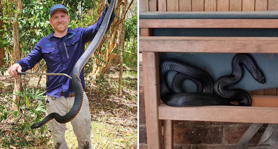 Two photos of other big red-bellied black snakes Stu has rescued in the past from Queensland homes.