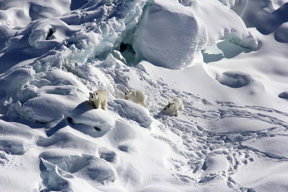 Image:An adult female polar bear, left, and two 1-year-old cubs walk over snow-covered freshwater glacier ice in Southeast Greenland in March 2015. (Kristin Laidre / University of Washington)
