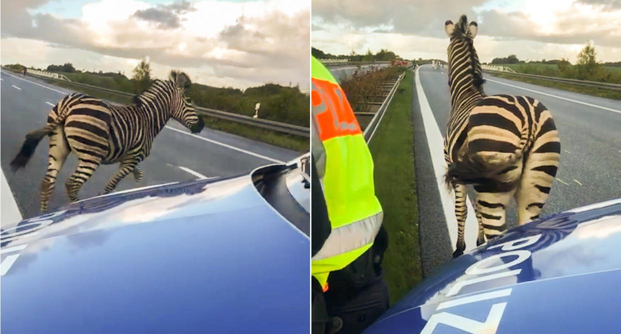 The zebra was shot dead after causing a crash (Picture: AFP/Getty)