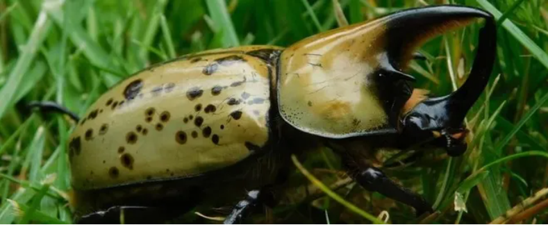 The Eastern Hercules Beetle is named after the Greek demigod known for his size and strength.