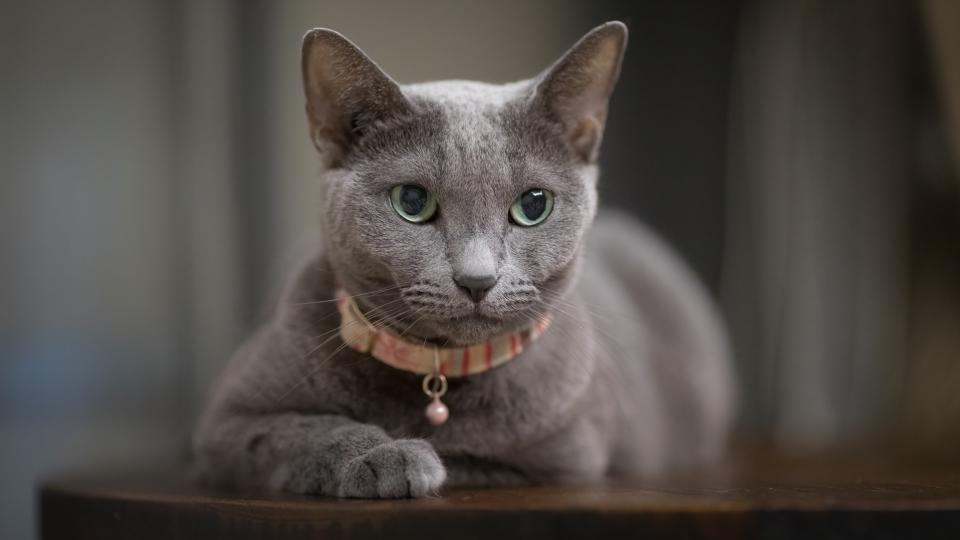 Russian Blue