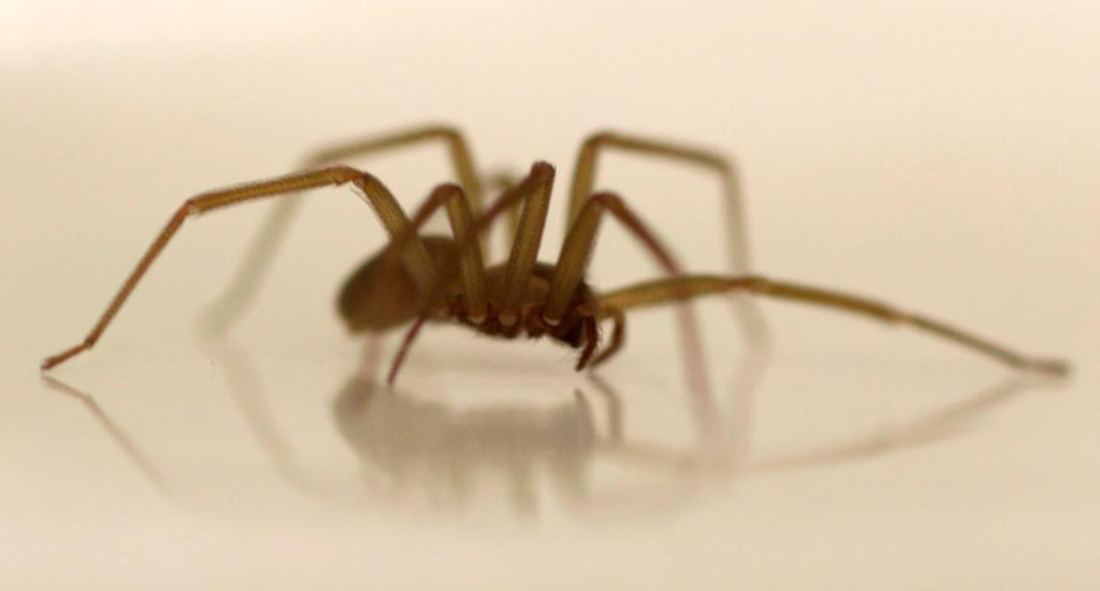 The brown recluse spider is normally seen in the southern and midwestern United States.  (Carolyn Kaster/Associated Press - image credit)