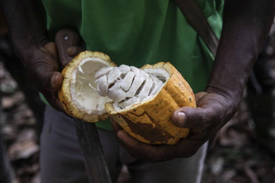 A farmer opens a Cocoa pod in Divo, West-Central Ivory Coast, November 19, 2023. Chocolate may come with a slightly bitter aftertaste this Easter. Shoppers in Europe, the United States and elsewhere are paying more for their traditional candy eggs and bunnies as changing climate patterns in West Africa take a toll on cocoa supplies and farmers (AP Photo/Sophie Garcia)