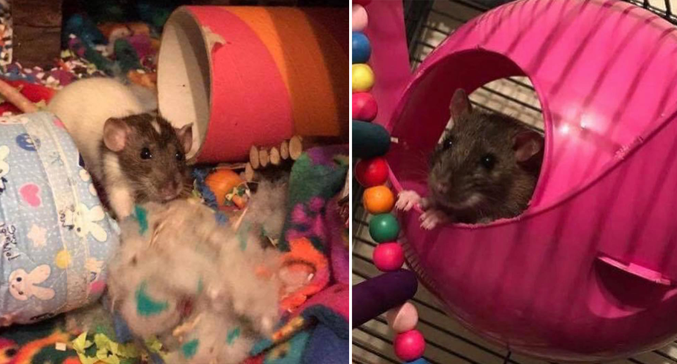 Split screen. Brown and white mice playing in colourful pens with toys. 