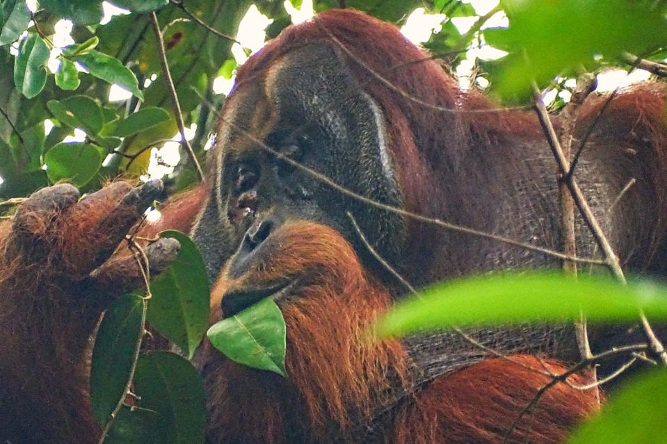 Orangutan in the tree (Saidi Agam / Suaq Project)