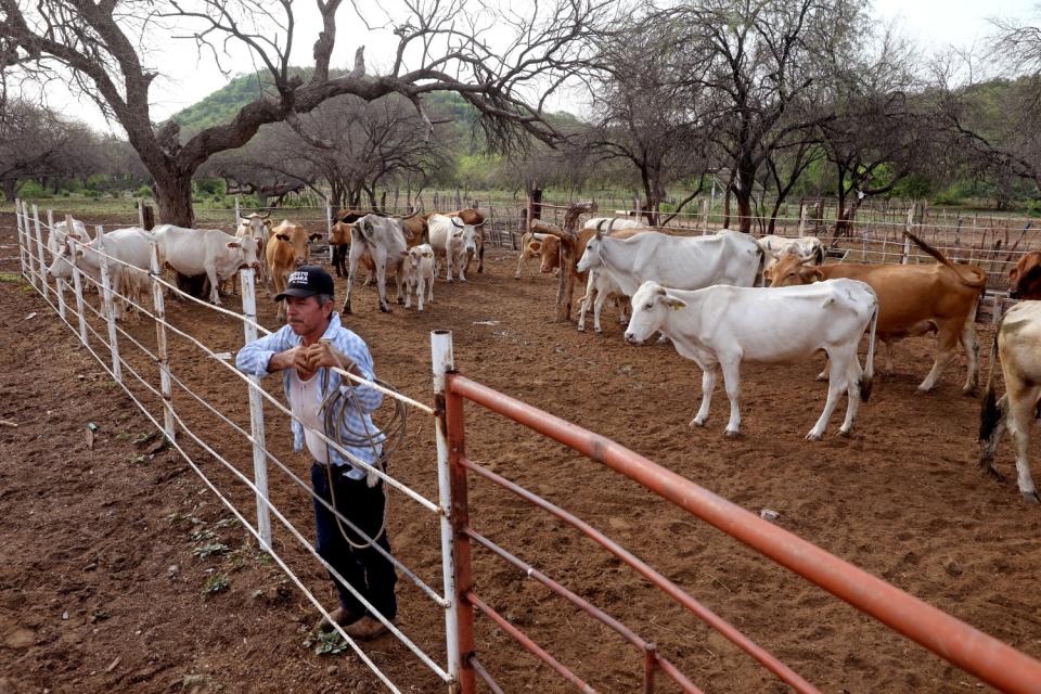 A ranch hand stands at a fence among cattle