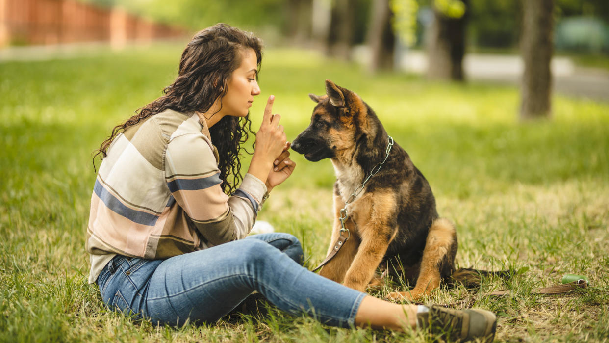  Woman training a puppy Alsation  