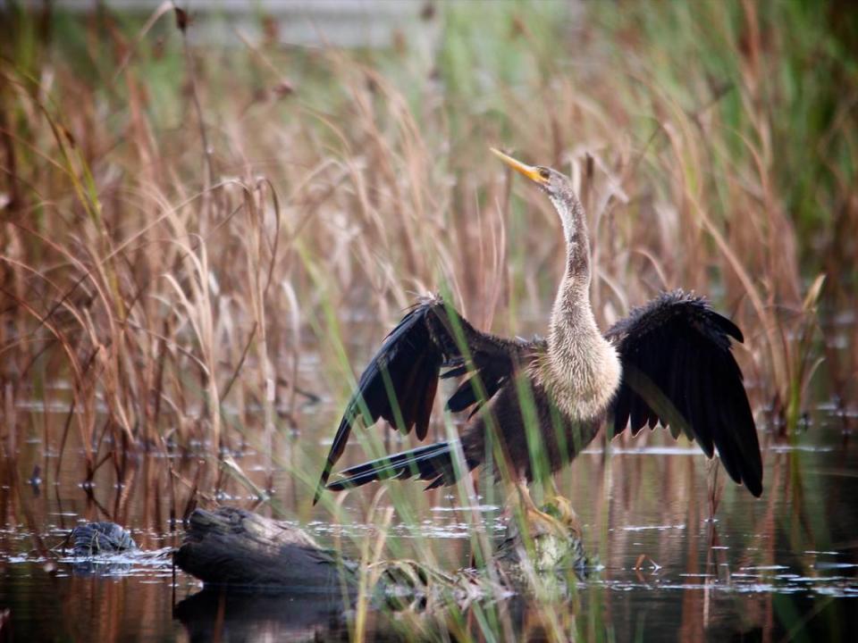 An anhinga dries its wings while perched on a log in a pond at Donnelley WMA. Anhingas lack the oil coating of ducks and many other aquatic birds, but for good reason. According to the Cornell Lab of Ornithology, anhingas swim “lower in the water than many other birds due to its reduced buoyancy — a result of wetted plumage and dense bones. When at the surface, they tend to swim low in the water, often with only the neck and head above the water and sometimes with only the bill exposed. The anhinga is also an adept soarer. While soaring, it holds its wings flat and straight, its neck outstretched or held with a slight kink; its long, straight tail is conspicuous. Anhingas often use thermals for soaring, and may achieve altitudes of several thousand feet.”