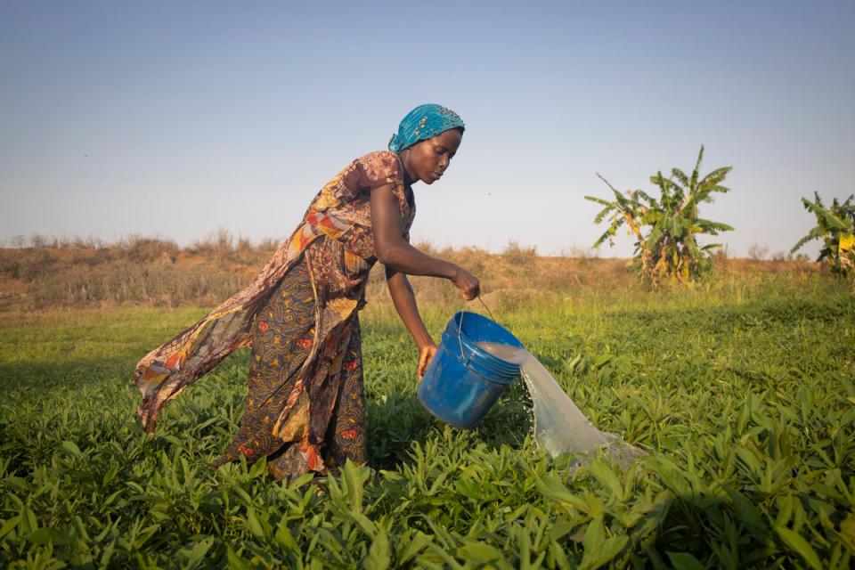 Dorotea waters her potato field in Nampula Province (Hélène Caux/UNHCR)