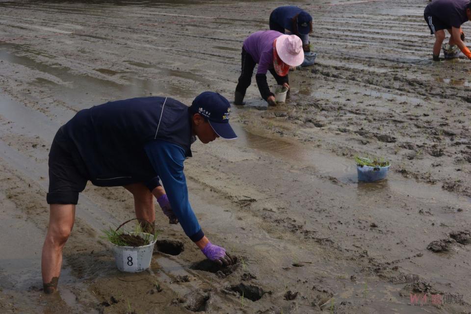 ▲竹塘鄉農會採用了傳統的單株播植方式，但卻結合了現代科技，利用了純種種子和專家指導，以確保農作物的品質和產量，力求讓消費者對竹塘飄香米的信賴。（記者陳雅芳攝）