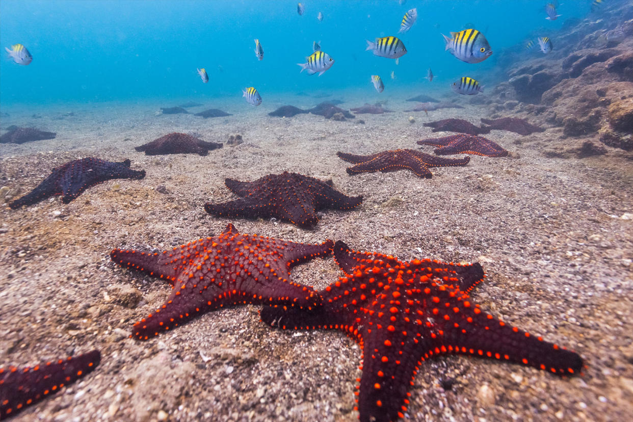 Sea Stars Ocean Floor Getty Images/Patrick J. Endres