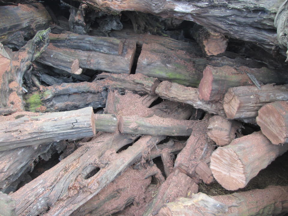 Inner part of the pile of subfossil yew trunks. Note fresh chain-saw cuts after sampling cross-sectional discs. (T. Bebchuk/ PA)