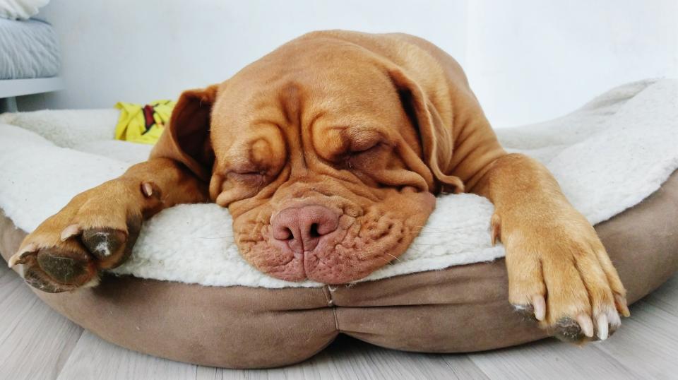 A photo of a Brown Dog Sleeping In Pet Bed At Home