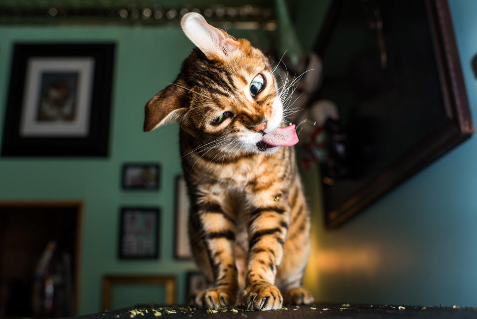 <p>Using his friend’s cat as a muse and supplying several variations of catnip – an herb that can causes cats to enter a state of bliss for up to two hours – the neuroscience graduate captured some laugh-out-loud results. (Photo: Andrew Marttila/Caters News) </p>