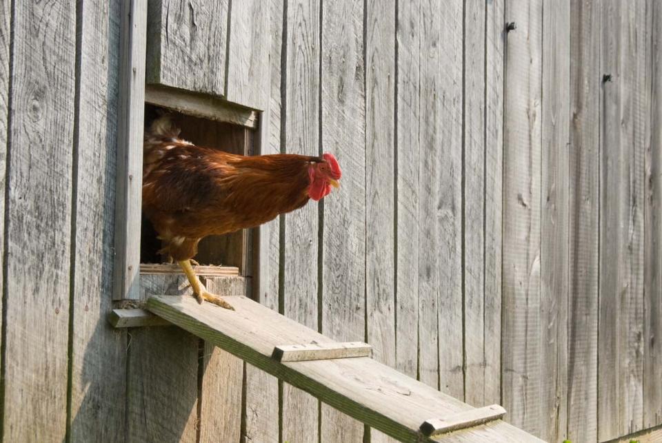 Chicken Coop Cost