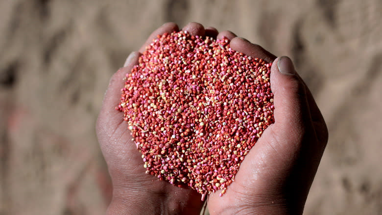 handful of harvested quinoa