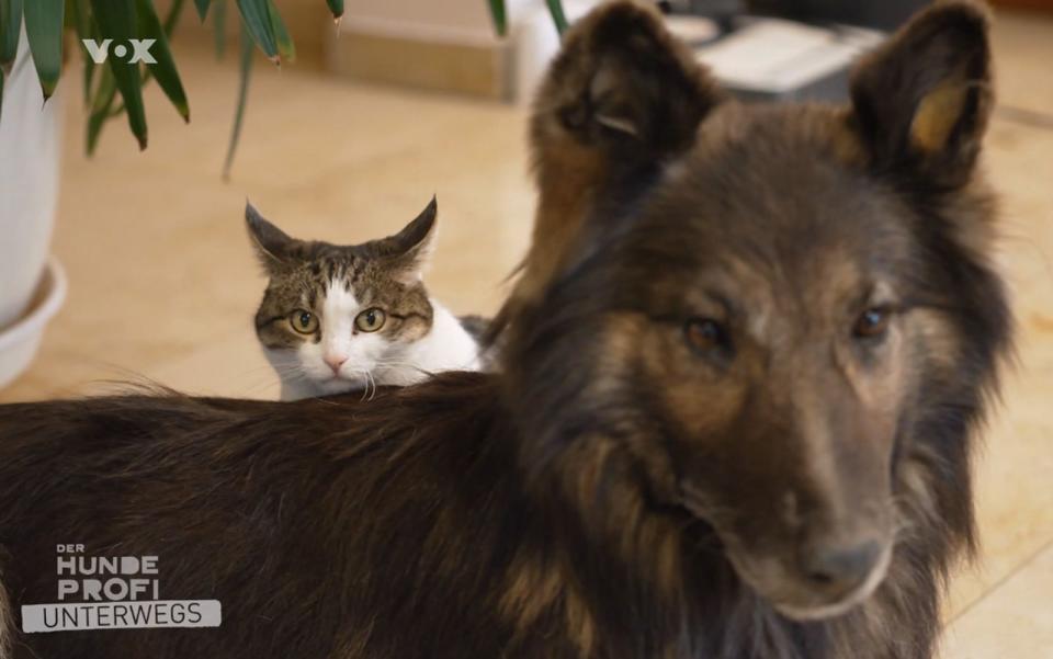 Diese Katze lebt, der Schäferhund ist hingegen ausgestopft. (Bild: RTL)