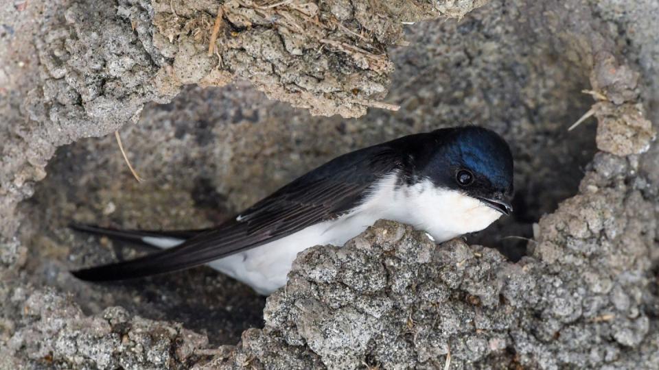 Eine Mehlschwalbe baut an ihrem Nest.