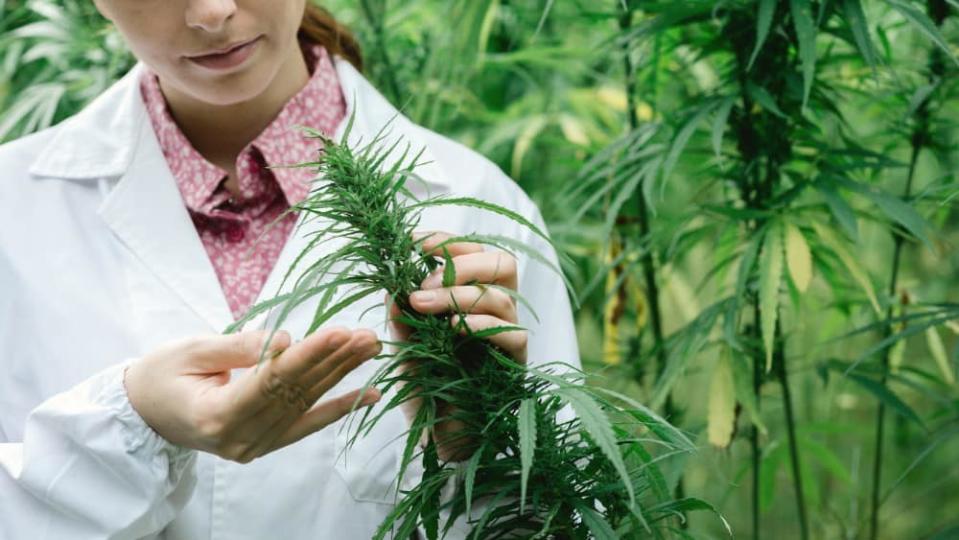 Female scientist in a hemp field checking plants and flowers, alternative herbal medicine concept