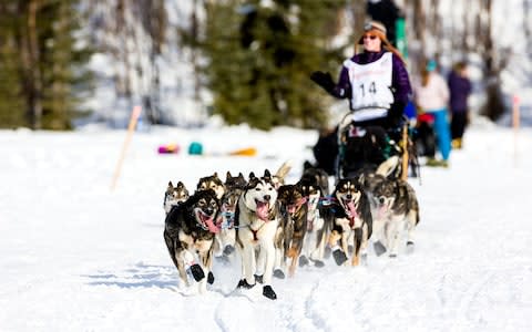 Dog Mushing, pack directed by musher Paige Drobne - Credit: Getty