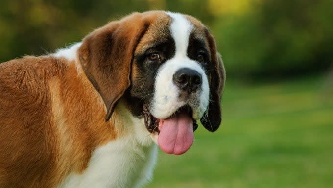 saint bernard