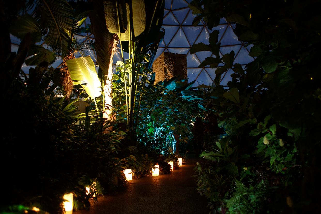 Plants are lit up at the Greater Des Moines Botanical Garden during their Dome after Dark event in 2021.