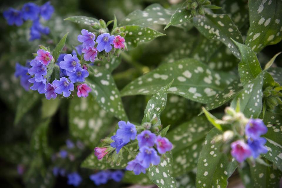 Lungwort