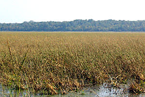 Wild Rice (Photo/Minnesota Dept. of Natural Resources)