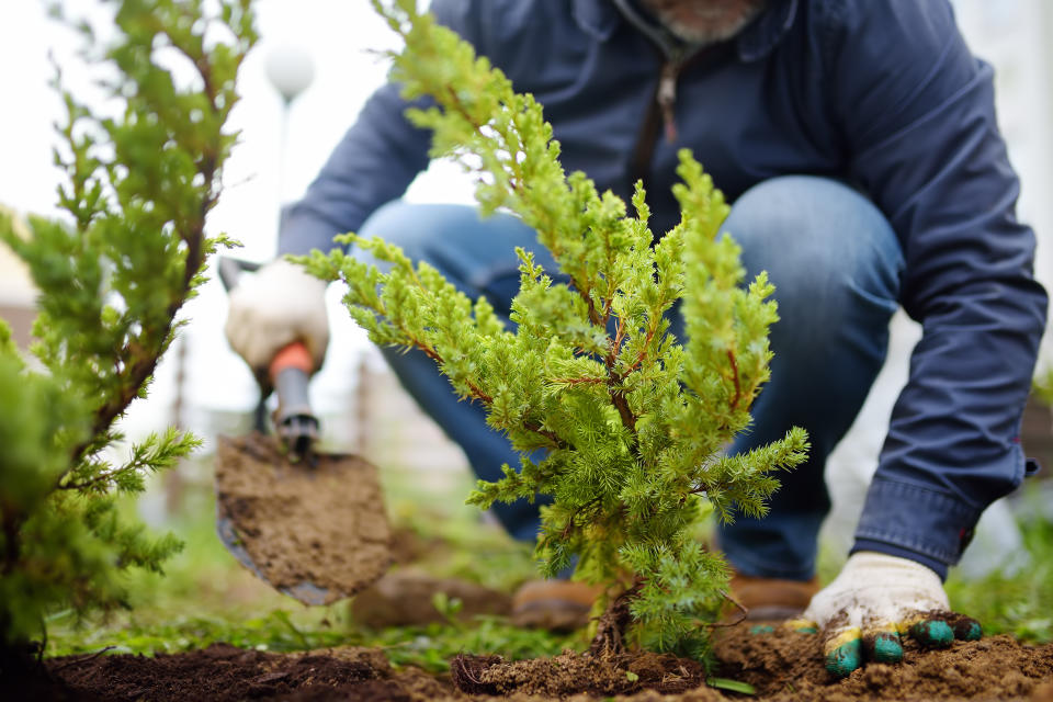 Gardener planting juniper plants in the yard. Seasonal works in the garden. Landscape design. landscaping. Ornamental shrub juniper.