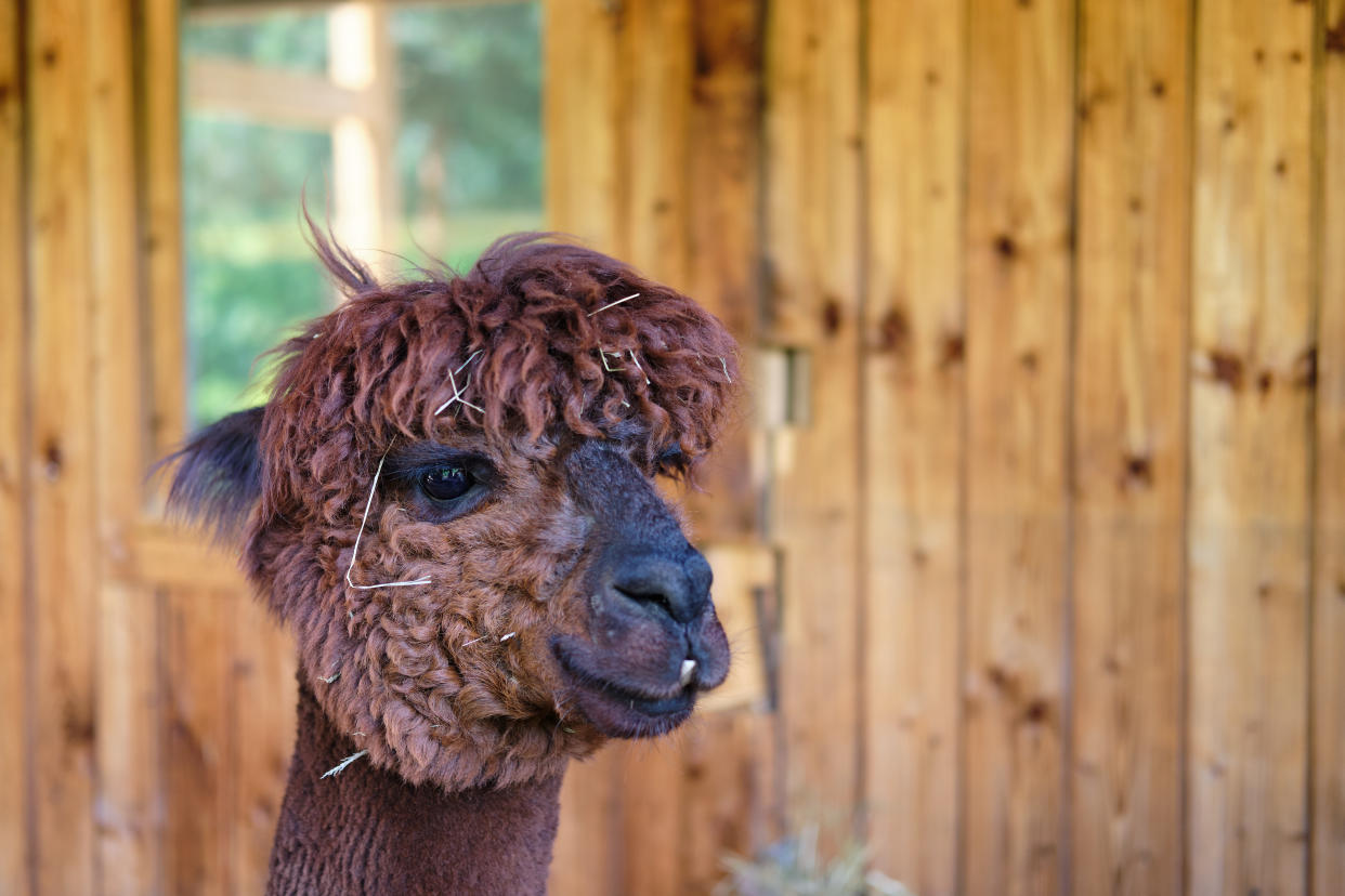 Alpakas leben normalerweise in einer Herde auf dem Feld - nicht aber auf der Veranda als Teil des Hunderudels (Symbolbild: Getty Images)