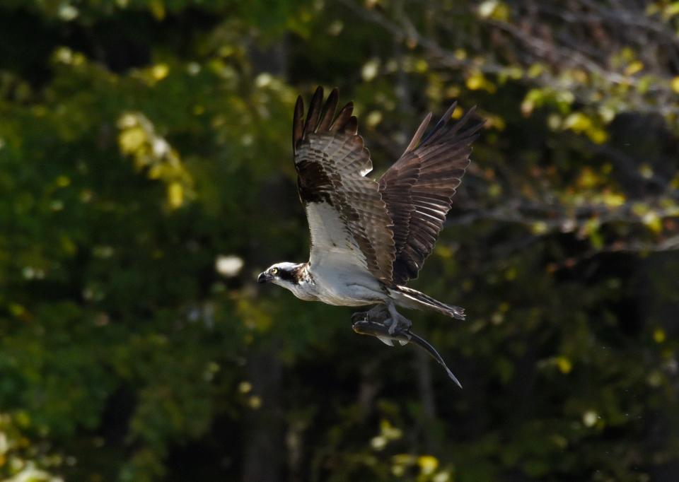 Indiana photographer Marilyn Culler captured this image of an osprey in Putnam County.