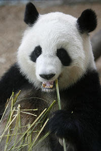 The Atlanta Zoo's Lun Lun is expecting her fourth cub (AP Photo/Journal Constitution, Vino Wong, File)