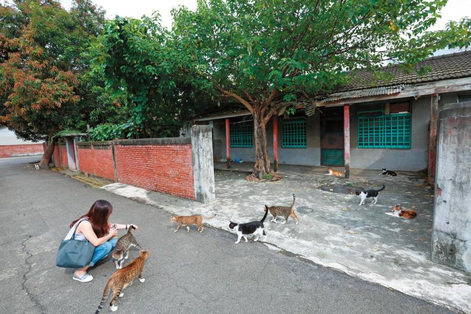 盛女將從收容所領出的貓，大量放養在台中的廢棄眷村，引起附近居民反彈，卻意外吸引遊客駐足。
