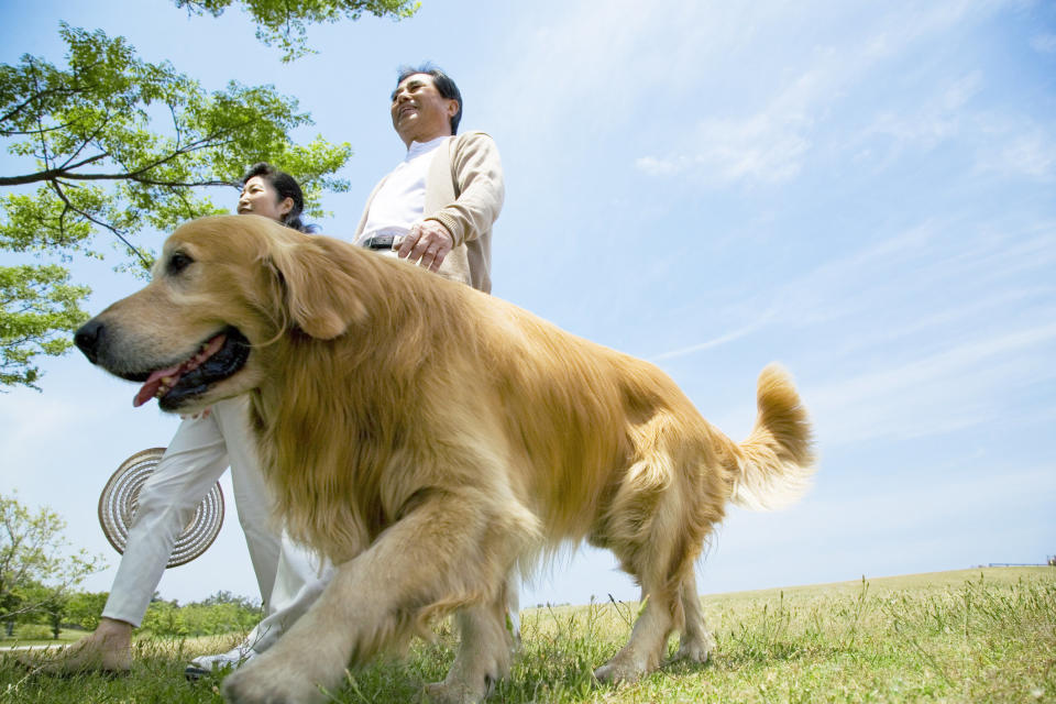 Senior Husband And Wife Who Take A Walk In The Meadow With A Dog