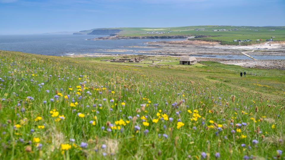 Wildflower meadow on Brough of Birsay just above the Norman settlement on the tidal island off the north wet of mainland Orkney, UK.