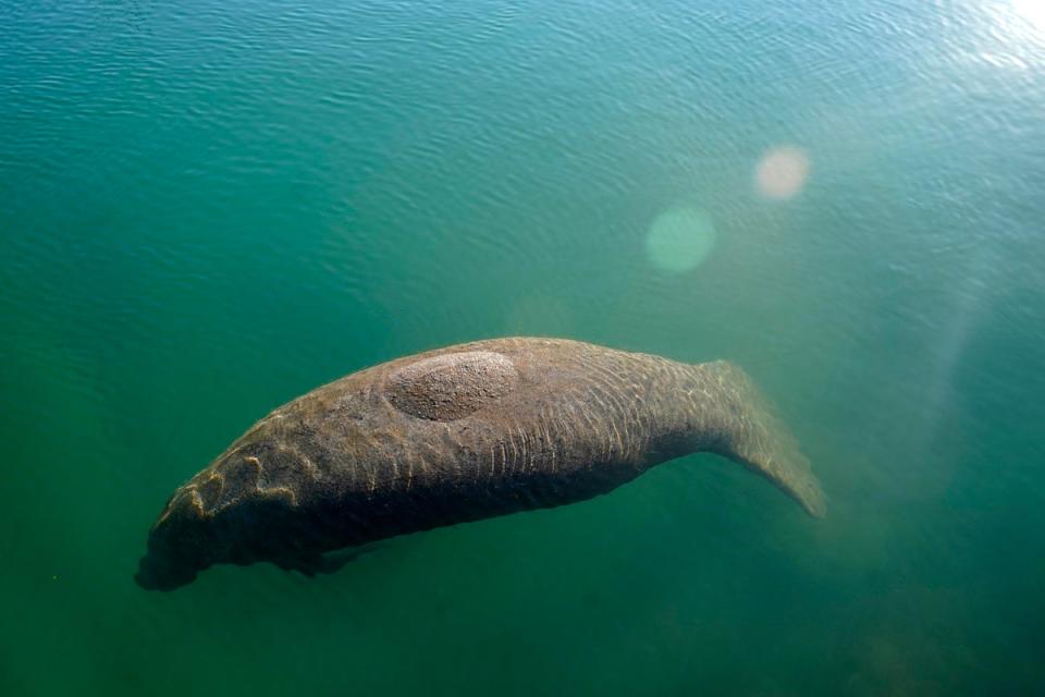 More than 1,000 manatees died in Florida in 2021 - a record (Associated Press)