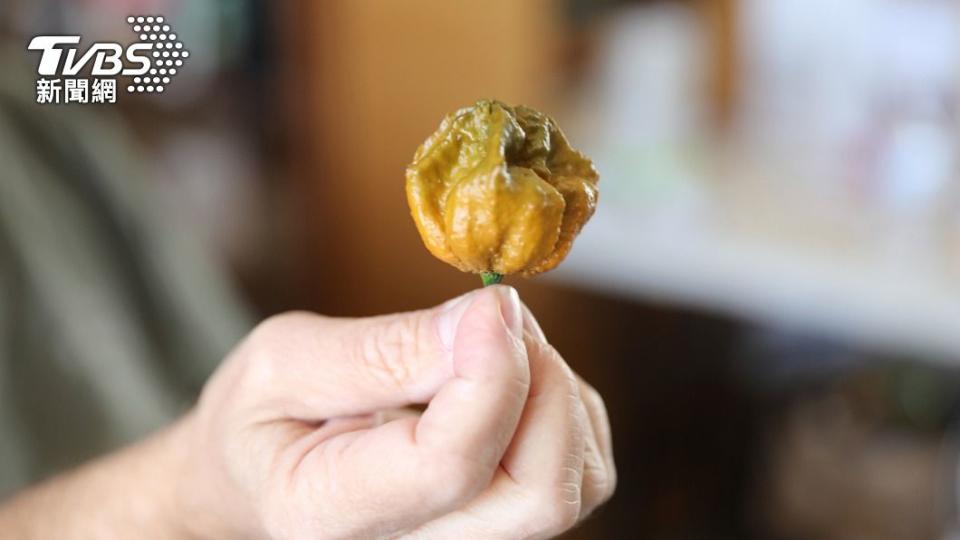 黃綠色相間和皺巴巴外皮的果實，竟然是全世界最辣的魔王級「辣椒X」。（圖／達志影像美聯社）