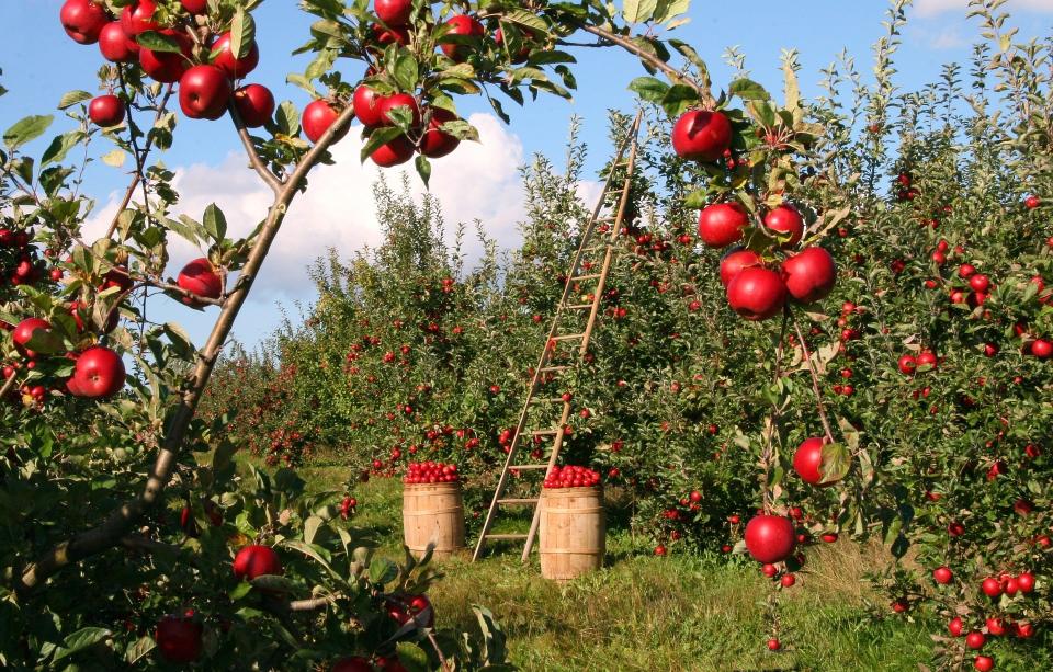 Did you know that by eating an apple you are exposing yourself to millions of bacteria? Friendly bacteria, that is, the type that's good for gut health.Did you also know that by choosing an organic apple, you will be ingesting a more diverse bacterial range than you would if you munched on a conventional, shop-bought one?Recent research conducted by Graz University of Technology, Austria looked into the microbiome of apples, aiming to find out whether there is any difference between the bacterial communities found in organic apples and those present in conventional apples.What the research uncovered was that whilst the quantity of microbiota present in both apple types came out at a similar level - a not inconsiderable approximation of 100 million bacteria per apple - the organic apple showed evidence of a 'significantly more diverse, more even and distinct microbiota', compared to that found in conventionally managed apples. Each individual set of apple tissues - the stem, peel, pulp, seeds and calyx - were analysed, and the results revealed that those harbouring the most bacteria were the pulp and seeds. Curiously, the peel - one of the most exposed parts of the fruit - was found to be inhabited by less bacteria.The study findings were published in the journal frontiers in Microbiology.The UK consumes roughly 122,000 tonnes of apples each year, making them one of the nation's most popular fruits, according to Great British Apples.