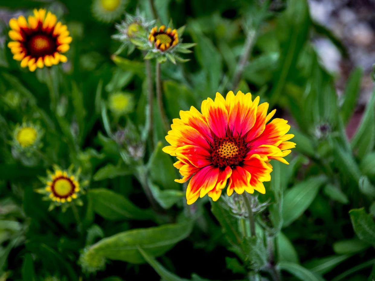 close up of gaillardia blooming outdoors