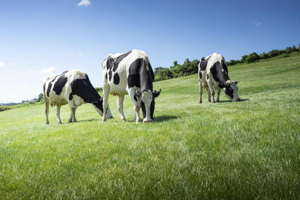 cows eating grass