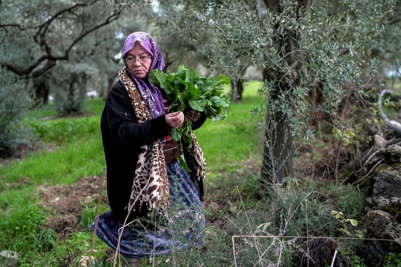 The Wider Image: Turkish olive farmer battles to save her land from coal mine