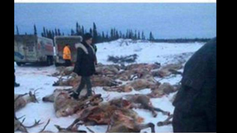 Cree outraged over 'disturbing' caribou hunt despite changes to this year's rules