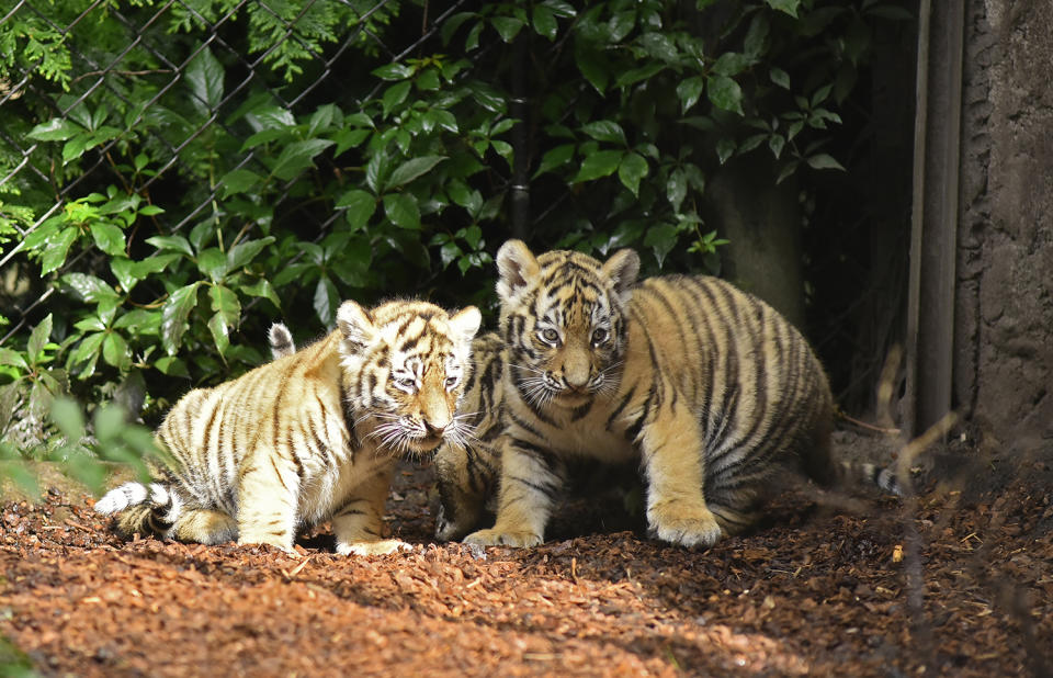 <p>Seven week old newborn Amur (Siberian) tiger cubs play with their mother Maruschka in their enclosure at Tierpark Hagenbeck on August 3, 2017 in Hamburg, Germany. (Photo: Christian Augustin/Getty Images) </p>