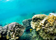 This Sept. 12, 2019 photo shows bleaching coral in Kahala'u Bay in Kailua-Kona, Hawaii. Just four years after a major marine heat wave killed nearly half of this coastline’s coral, federal researchers are predicting another round of hot water will cause some of the worst coral bleaching the region has ever seen. (AP Photo/Caleb Jones)