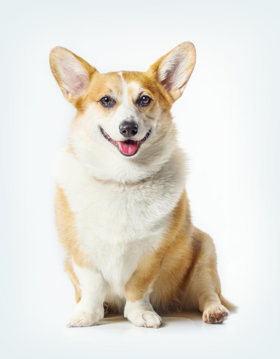 A Welsh Corgi, but not THE Welsh Corgi.