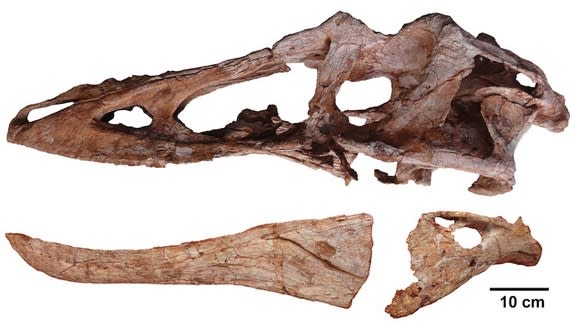 Skull of Pinocchio Rex