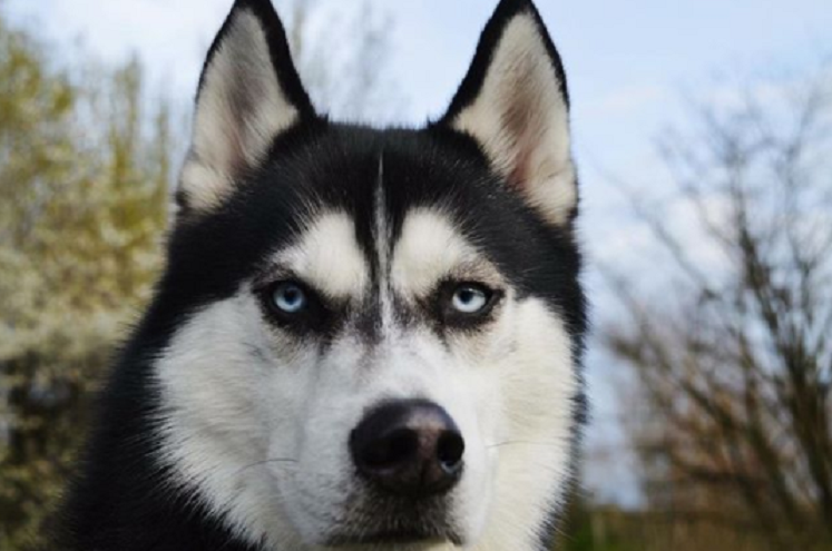 Anuko, el perro que odia la Navidad…y la vida