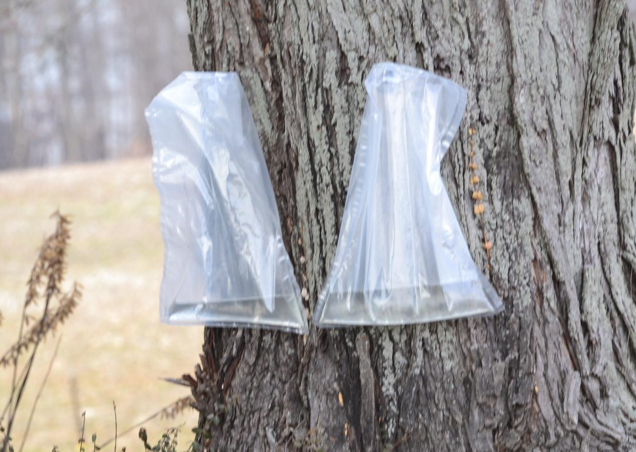 Any maple tree can be tapped for syrup and bags like these can be used to collect the sap.
