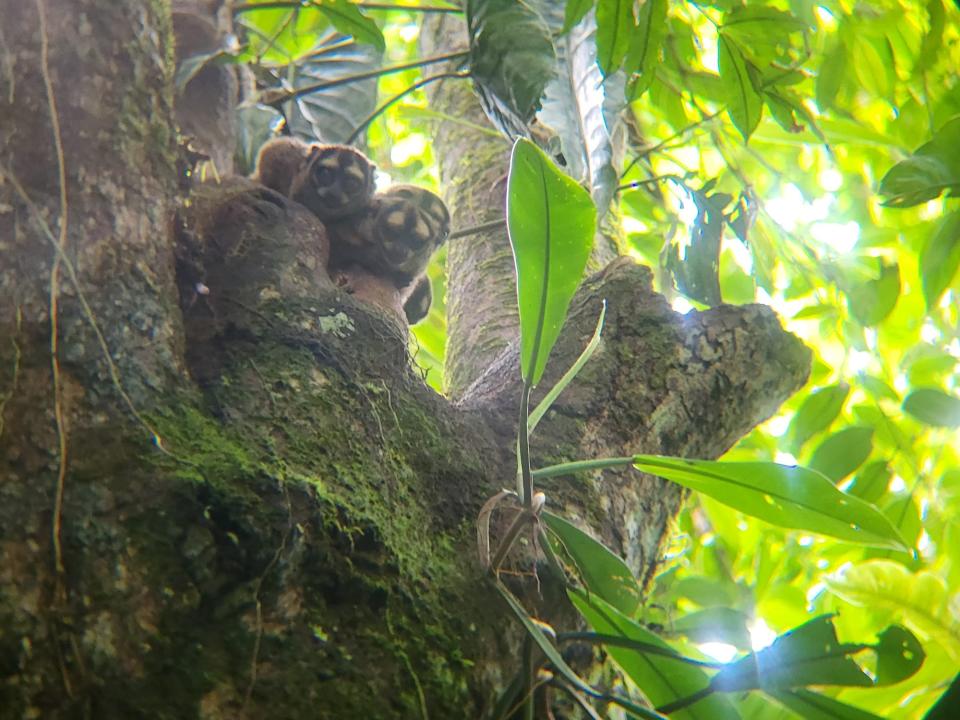 species of monkeys in a tree in the amazon rainforest