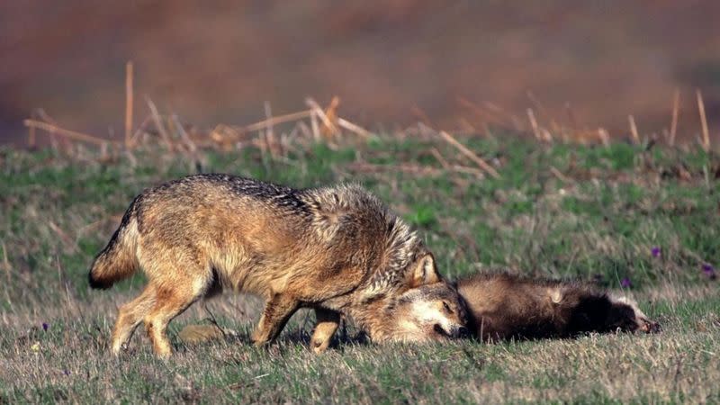 蒼狼（Canis lupus）在獾的屍體上打滾（圖片來源：Angelo Gandolfi/naturepl.com）